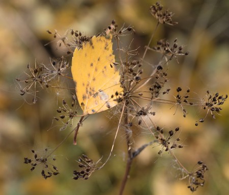 dried plants flowers autumn grassの写真素材