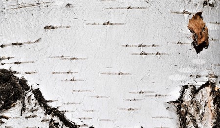 birch bark background textureの写真素材
