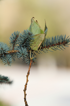 green spruce branches, nature