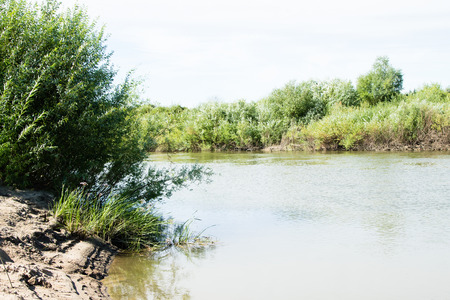 river plant landscape summerの写真素材