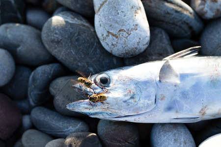 Fish on multi colored pebblesの写真素材