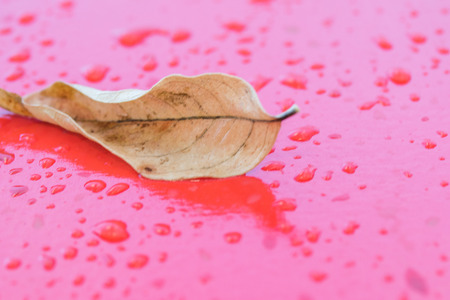 raindrops on a red wallの写真素材