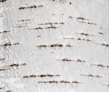 birch bark background textureの写真素材