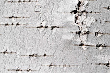 birch bark background textureの写真素材