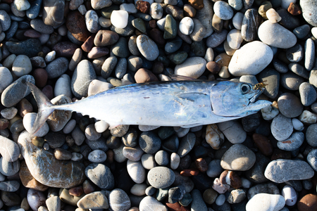 Fish on multi colored pebblesの写真素材