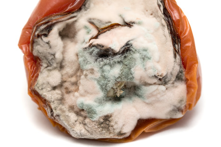 tomato with a mold on a white backgroundの写真素材