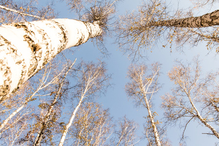 autumn birch forest without leavesの写真素材