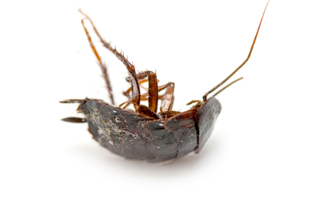 dead cockroach on white background