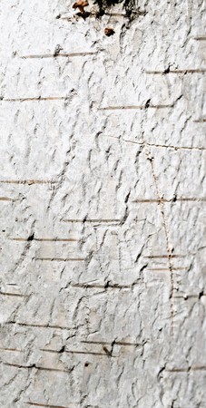 birch bark background textureの写真素材