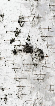 birch bark background textureの写真素材