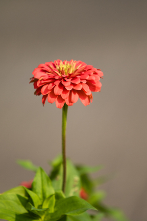 autumn bright flowers landscapeの写真素材