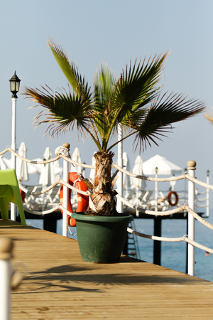 palm tree in the pot on the beachの写真素材