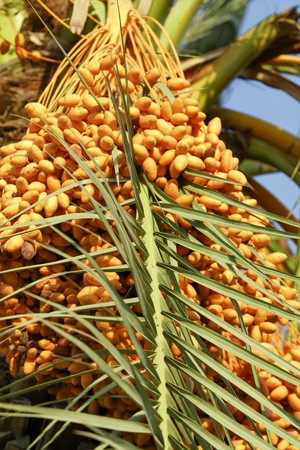 yellow dates on a tree landscape