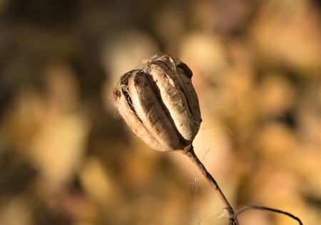 dried plants flowers autumn grassの写真素材