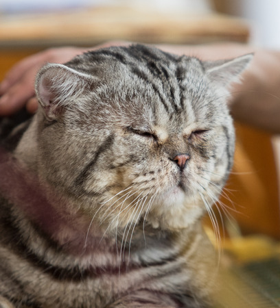 cat home close-up portraitの写真素材
