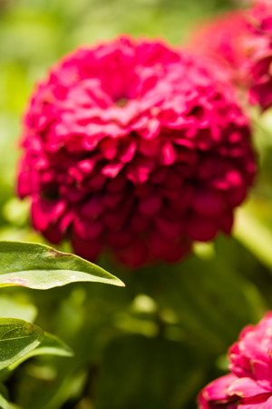 A bright red flower in autumn landscapeの写真素材