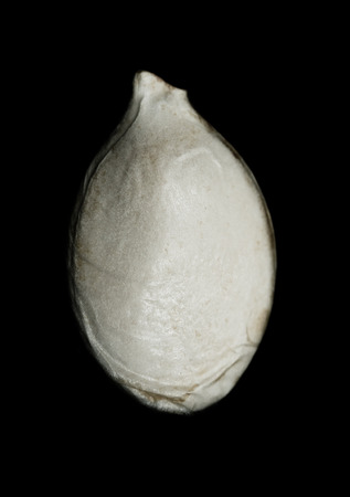 Pumpkin seed on a black backgroundの写真素材