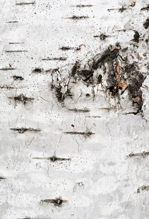birch bark background texture