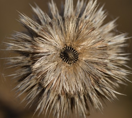 dry withered autumn thistlesの写真素材
