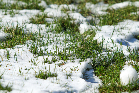 The first snow on the green grass, autumnの写真素材