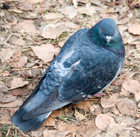wild dove on earth autumnの写真素材