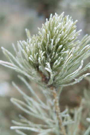spruce with needles on needles close-up