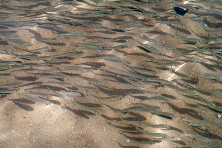 a lot of small fish swim in the seaの写真素材