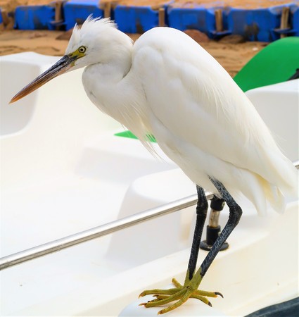 Great Egret (Ardea alba)