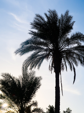 palm tree against the sky, landscapeの写真素材