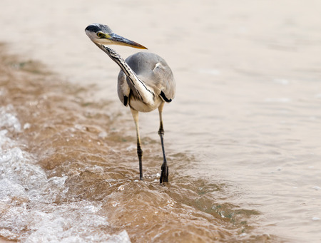 Great Egret (Ardea alba)の写真素材