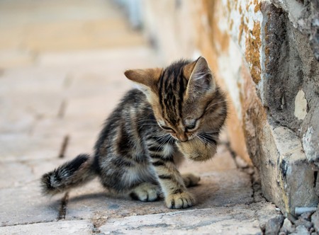 little gray kitten on the street