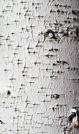 birch bark background textureの写真素材
