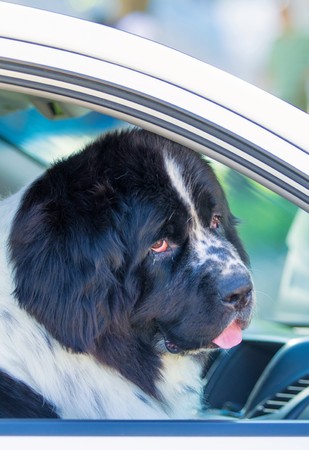 big dog looks out of the carの写真素材