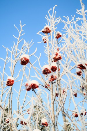 mountain ash in the snow against the skyの写真素材