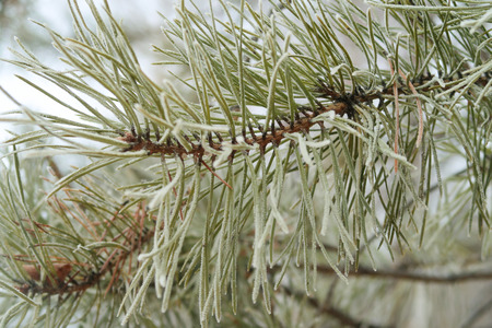 spruce with needles on needles close-up