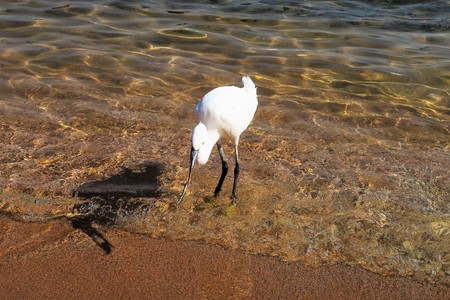Great Egret (Ardea alba)の写真素材