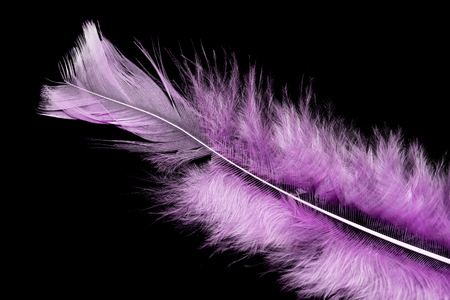 colorful bird feather on a black backgroundの写真素材