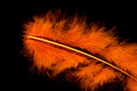 colorful bird feather on a black backgroundの写真素材