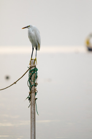 Great Egret (Ardea alba)の写真素材