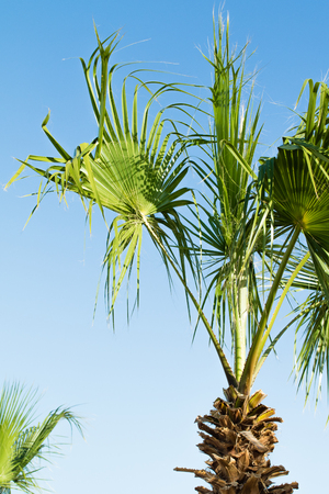 green palm tree against the sky, landscapeの写真素材