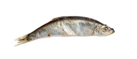 fish sprat isolated on white backgroundの写真素材