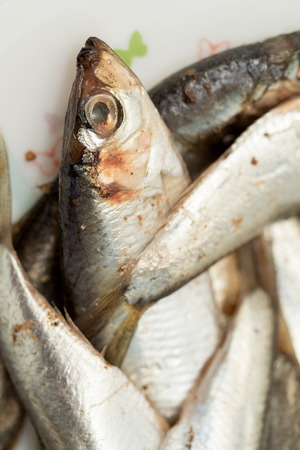 fish sprat isolated on white backgroundの写真素材