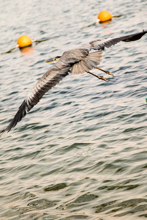 Great Egret (Ardea alba) gray birdの写真素材