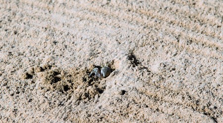 sand crab in the holeの写真素材