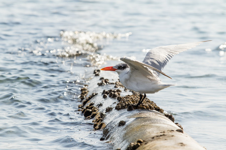 gull sits in the sea landscape