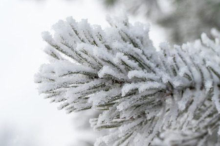 the snow on the needles of the fir trees close up