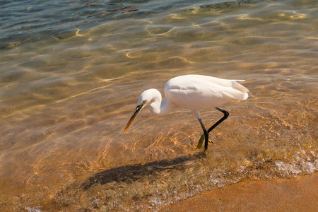Great Egret (Ardea alba)の写真素材