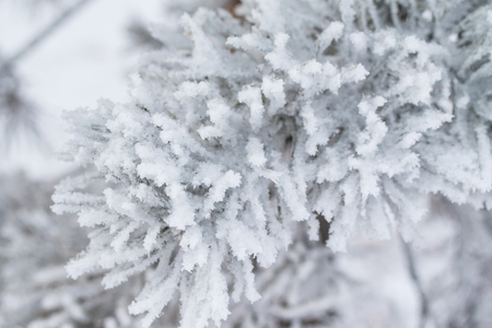 the snow on the needles of the fir trees close upの写真素材