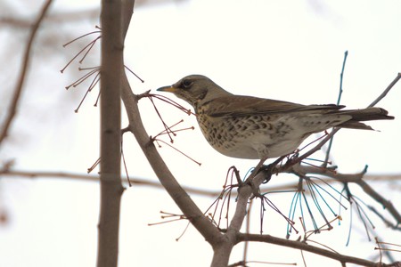 thrush in winter on a tree