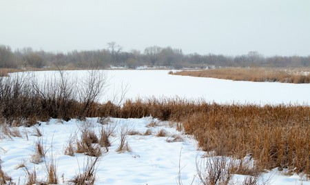 river in snow grass reed landscapeの写真素材
